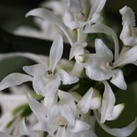 <i>Corymborkis veratrifolia</i>  (Reinw.) Blume